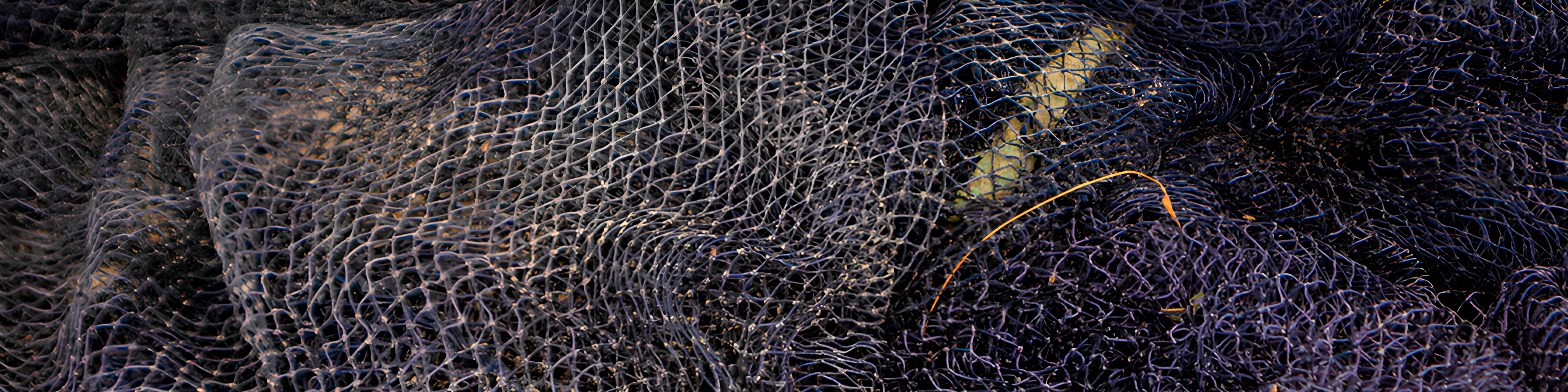 Ostras Frescas da Casa da Ostra